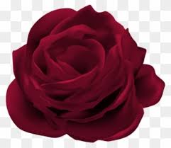 Download 20.000+ gambar bunga mawar merah & putih gratis. Dark Red Rose Flower Png Clip Art Image Bunga Mawar Merah Png Transparent Png 439614 Pinclipart