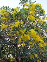 Image result for Handroanthus chrysotrichus