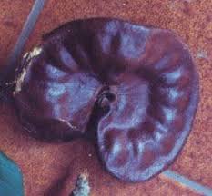 Maybe you would like to learn more about one of these? Elephants Ears The Seed Pod Of The Guanacaste Tree The National Tree Of Costa Rica Costa Rica Costa Rica Vacation Costa