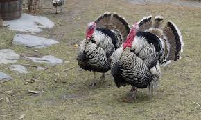 Kalkun c (singular definite kalkunen, plural indefinite kalkuner). 9 Jenis Ayam Kalkun Si Hewan Berbulu Cantik Star Farm International