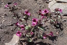 Image result for Mimulopsis