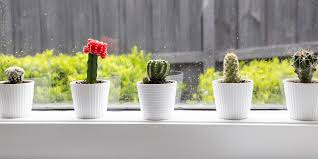 While most cacti are found in the western states or in warmer climates, you may want to purchase cactus overview. How To Plant And Grow A Cactus Bunnings Warehouse