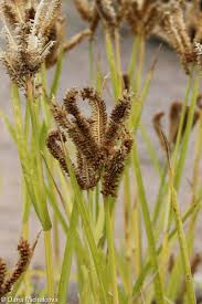 Image result for Eleusine coracana