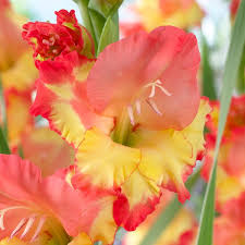 Image result for Gladiolus magnificus