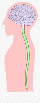 Axon terminals the hair like ends of the axon cell body the cell body of the neuron. Central Nervous System 2 Central Nervous System Png Free Transparent Png Images Pngaaa Com