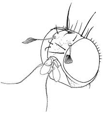 Image result for Oxyanthus zanguebaricus