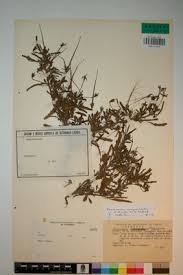 Image result for Monsonia angustifolia