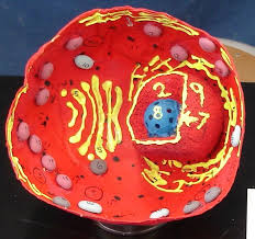 Making animal cell model with modelling clay. 12 Cell Model With Clay Ideas Cell Model Cells Project Cell Model Project