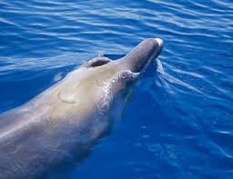 Mammal species of the world. Baird S Beaked Whale Life Expectancy