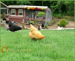 They may be less active than usual, and will lose their appetite and show signs of nervousness. Backyard Chickens Avian Influenza What To Do About Bird Flu