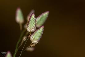 Image result for Eragrostis unioloides