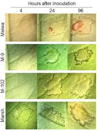 The midwest fruit pest management guide 2017 was developed by the midwest fruit workers group. Frontiers Novel Plastid Nuclear Genome Combinations Enhance Resistance To Citrus Canker In Cybrid Grapefruit Plant Science