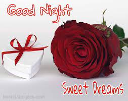 ♥ you are the beautiful source of my joy today. 121 Romantic Good Night Rose Flower Images Hd 2021 Best Status Pics