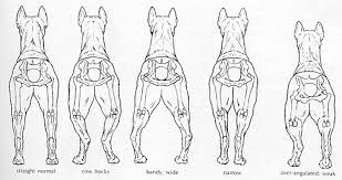 Http Www Oocities Org Petsburgh 1495 Standard Rearrest Jpg Dog Hindlegs Dog Anatomy Dog Drawing All Dogs