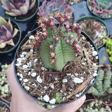 Image result for Euphorbia kilwana