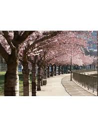 We did not find results for: 1 Japanese Cherry Blossom Tree Live Plant Prunus Serrulata For Sale From Mexico