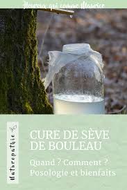 Notre production de sève de bouleau est située en sologne, région classée natura 2000. La Cure De Seve De Bouleau Utilisation Et Bienfaits Heureux Qui Comme Maurice
