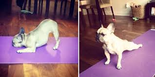Maybe you would like to learn more about one of these? These 25 Animals Will Teach You How To Do Yoga Bored Panda