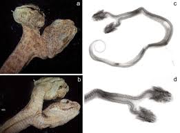 Image result for Atractus cerberus