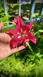 Image result for Hippeastrum puniceum