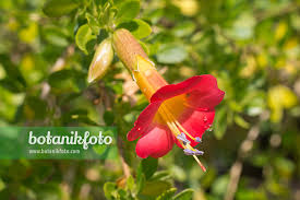 Image result for Cantua