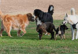 Check spelling or type a new query. How To Socialize Your Dog In 10 Easy Steps Trainthatpooch