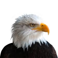 Check spelling or type a new query. Download Eagle Png Image For Free