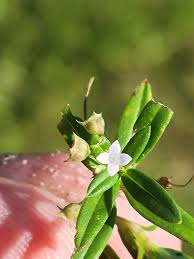 Image result for Oldenlandia capensis