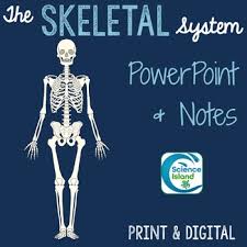 Skeletal System Worksheets Teaching Resources Tpt