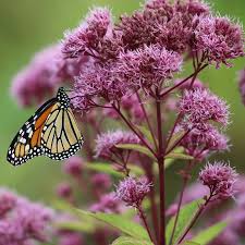 Image result for Pycreus mortonii