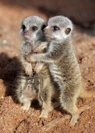 Pin On Meerkats And Prairie Dogs