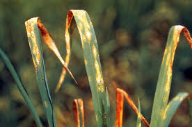 This is an astonishing story of how a crop disease affected the structure of our civilisation and our understanding of nature, while causing the deaths of one in eight of the irish population. Disease And Pest Resistant Rice International Rice Research Institute