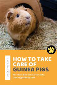 Pin On Pet Information