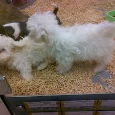 Vedi la nostra mihai bravu selezione dei migliori articoli speciali o personalizzati, fatti a mano dai nostri negozi. Maxi Pet Dristor BucureÈ™ti BucureÈ™ti