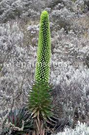 Afternoon sun is also considered within the partial shade parameters but because of the intensity of afternoon sun, these areas can become quite hot and may require attention to timely irrigation. Lobelia Bequaertii Giant Lobelia Buy Seeds At Rarepalmseeds Com