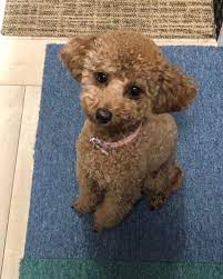 fabric dgはinstagramを利用しています 看板犬のチョコちゃん トイプードル 愛犬家 いぬのいる暮らし 新築 家づくり 自然素材 ローコスト住宅 工務店 半田市 知多半島 西三河 マイホーム handa house home edificio casa construca 愛犬家 トイプードル いぬ