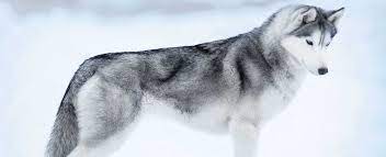If you live in new york city and are hoping to adopt from us, check out the dogs. Siberian Husky Dog Breed Profile Petfinder