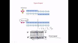 A palindrome is any sequence that we can read the same forward and backward. Direct Repeat Palindrome Mirror Repeat Youtube