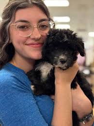 Aussies Poodles & Doodles Family Farm