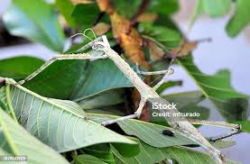 Image result for Centema