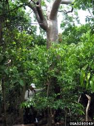 Image result for Burseraceae