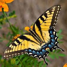 Tiger Swallowtail Butterfly By Tom Hirtreiter Swallowtail Butterfly Beautiful Butterflies Butterfly Pictures