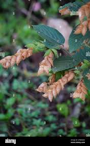 Image result for Flemingia strobilifera