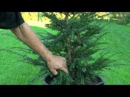 Gartenbonsai Taxus Baccata Eibe Grundgestaltung Gartenbonsai Garten Pflanzen Vermehrung