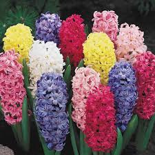 Image result for Hyacinth Red 2016 B