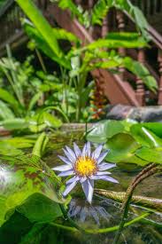 Film sexxxxyyyy bokeh full jpg menonton video museum bokeh sudah cukup untuk membuat banyak orang terlihat aneh, mengapa tidak aneh. Lotus Flower Bokeh With Royal Palace Museum In The Background In Phnom Penh Creative Commons Bilder