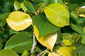 Image result for iron deficiency in trees