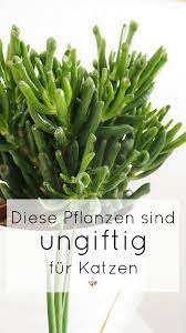 welche pflanzen sind ungiftig fur katzen die schonsten ungiftigen zimmerpflanzen fur samtpfoten mohntage ungiftige pflanzen fur katzen ungiftige zimmerpflanzen katzen