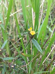 Image result for Stylosanthes guianensis