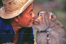 Costco drops coconut milk brand over forced monkey labor allegations. Lack Of Action Guarantees Coconut Industry Ruin